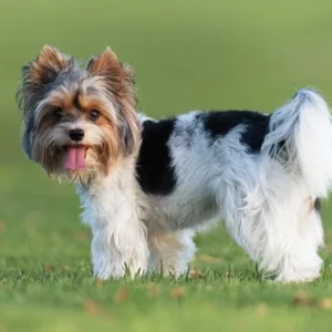 biewer york bichon